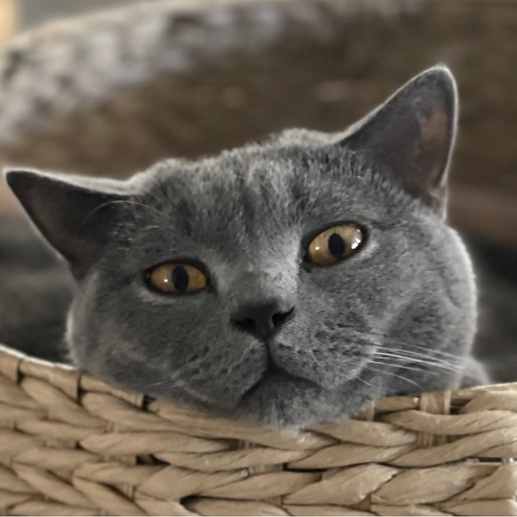 Meet your Posher, Audriana - Picture 2 of 4